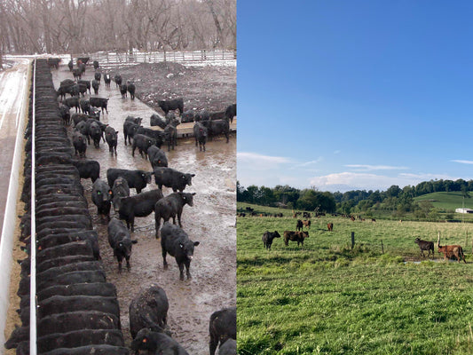 The Differences Between Grass-Fed and Grain-fed Tallow