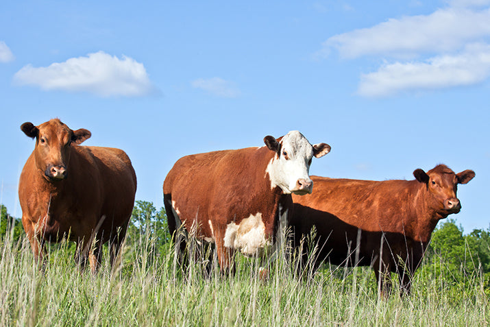 The History of Tallow in Skincare